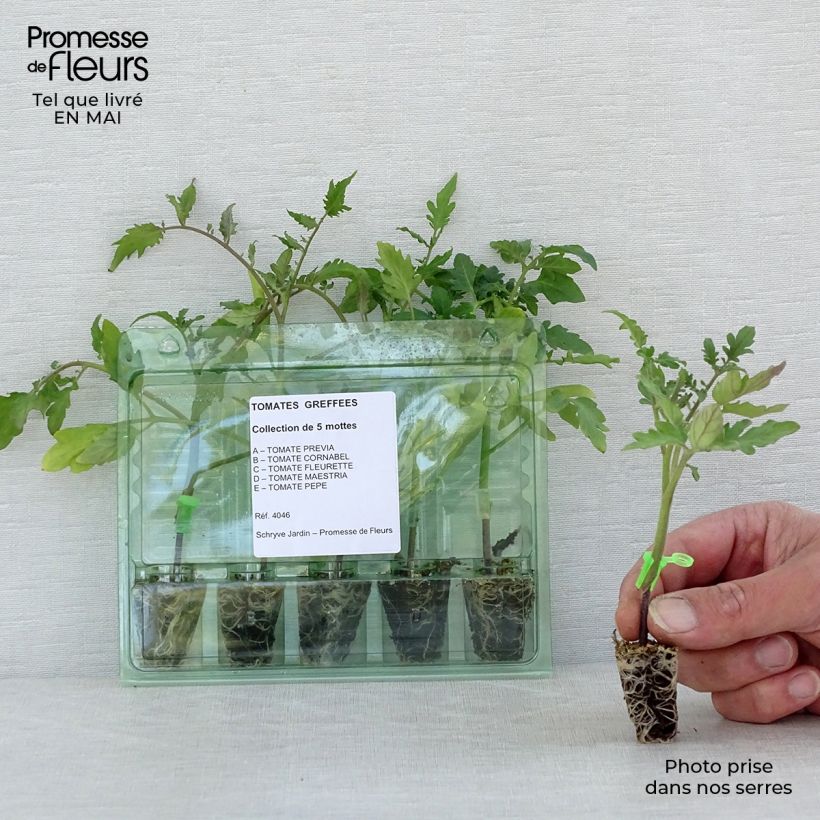 Collection of 5 Young Grafted Tomato Plants sample as delivered in spring