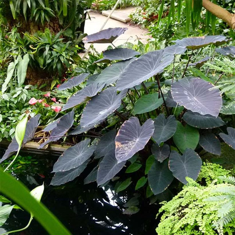 Colocasia esculenta Black magic (Plant habit)