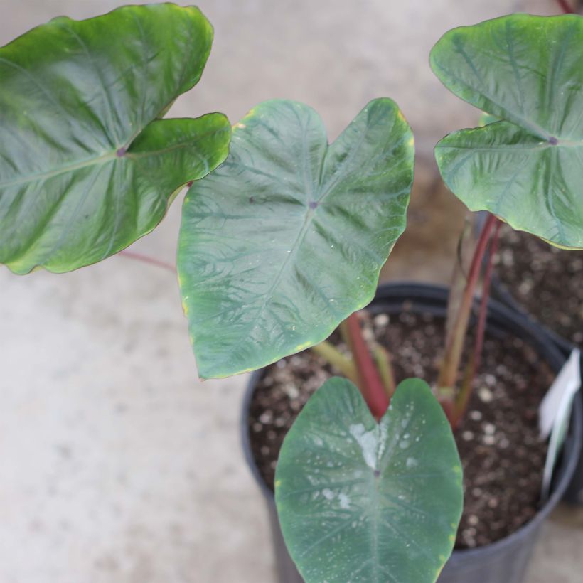 Colocasia Hawaiian Punch - Elephant Ears (Plant habit)