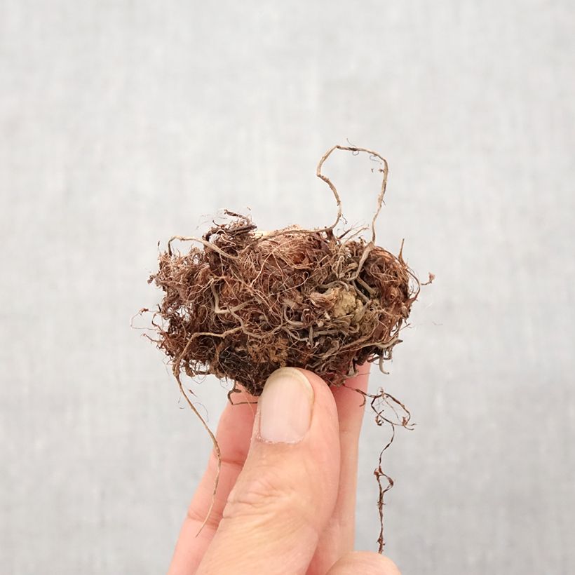 Colocasia Imperial Gigante - Elephants Ear Bulb sample as delivered in spring