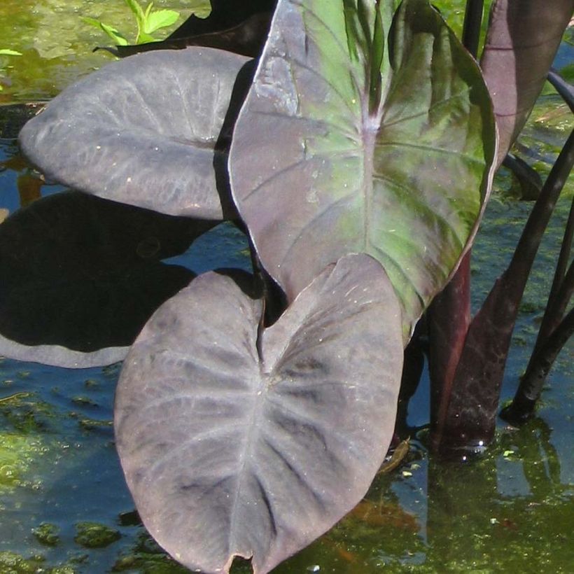 Colocasia Kona Coffee - Elephant Ears (Foliage)