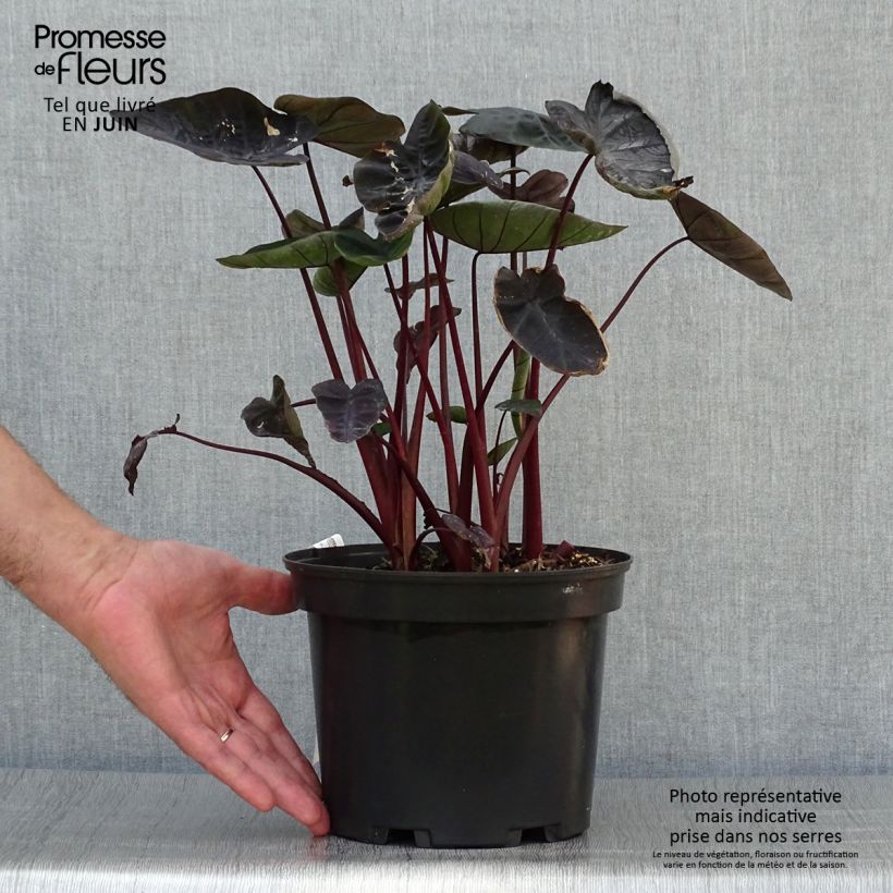 Colocasia Painted Black Gecko - Oreille d'éléphant  Pot de 4L/5L sample as delivered in summer
