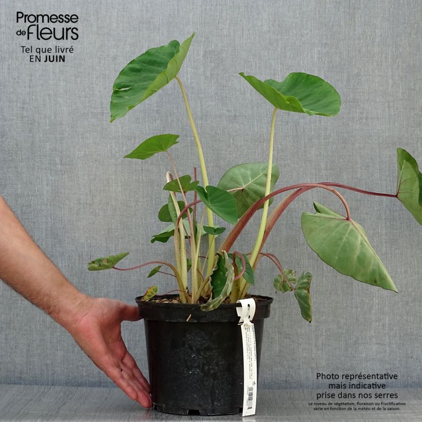 Colocasia Pink China 2L/3L pot sample as delivered in summer