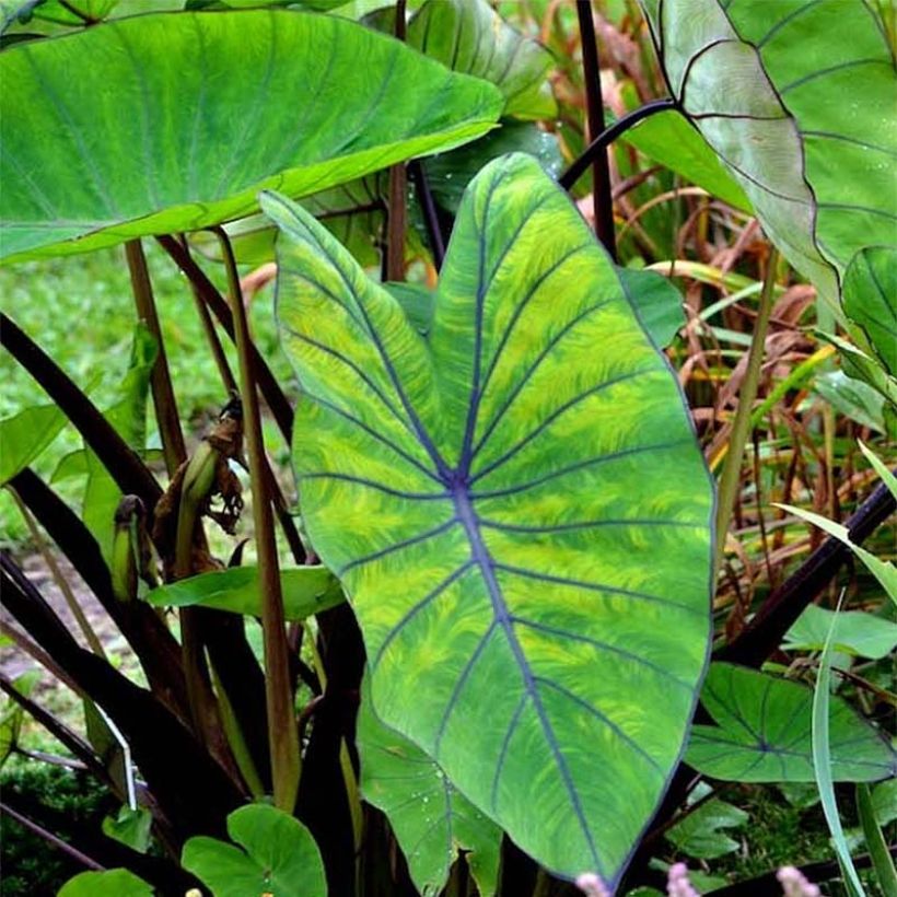 Colocasia Blue Hawaii - Elephant Ears (Foliage)