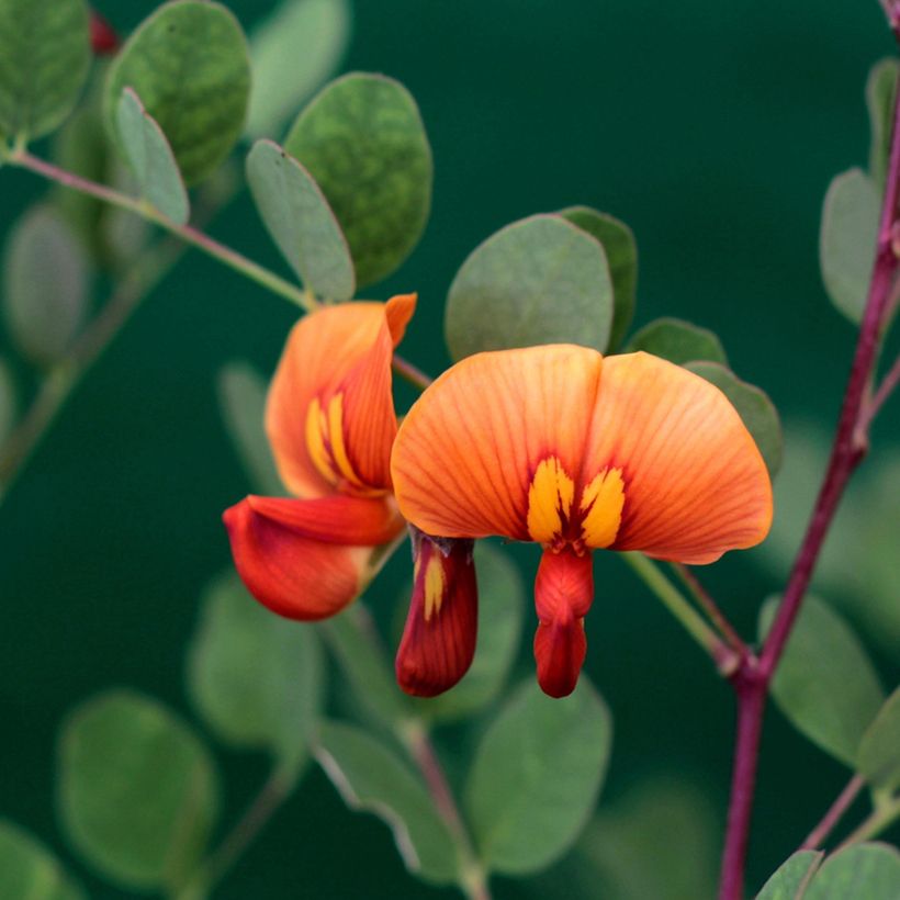 Colutea media Copper Beauty (Foliage)