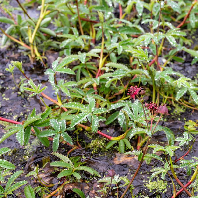 Comarum palustre (Plant habit)