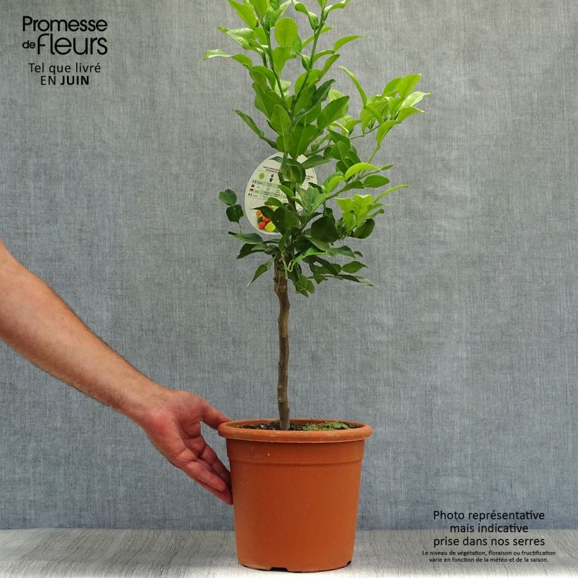 Citrus hystrix - Kaffir Lime 4L/5L pot sample as delivered in summer