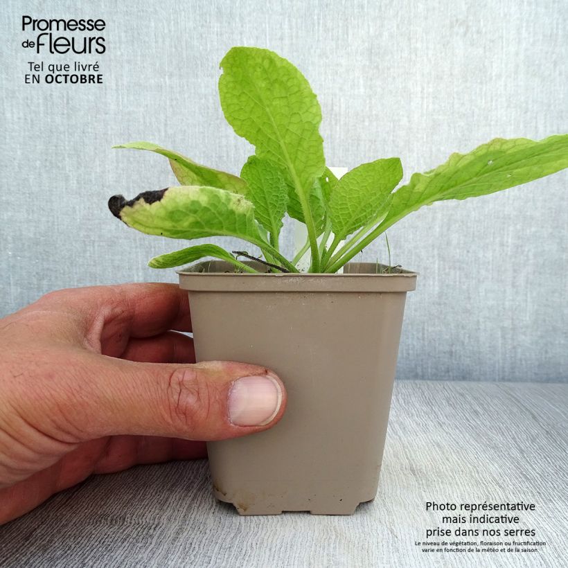 Symphytum grandiflorum Sky Blue Pink - Comfrey 8/9 cm pot sample as delivered in autumn