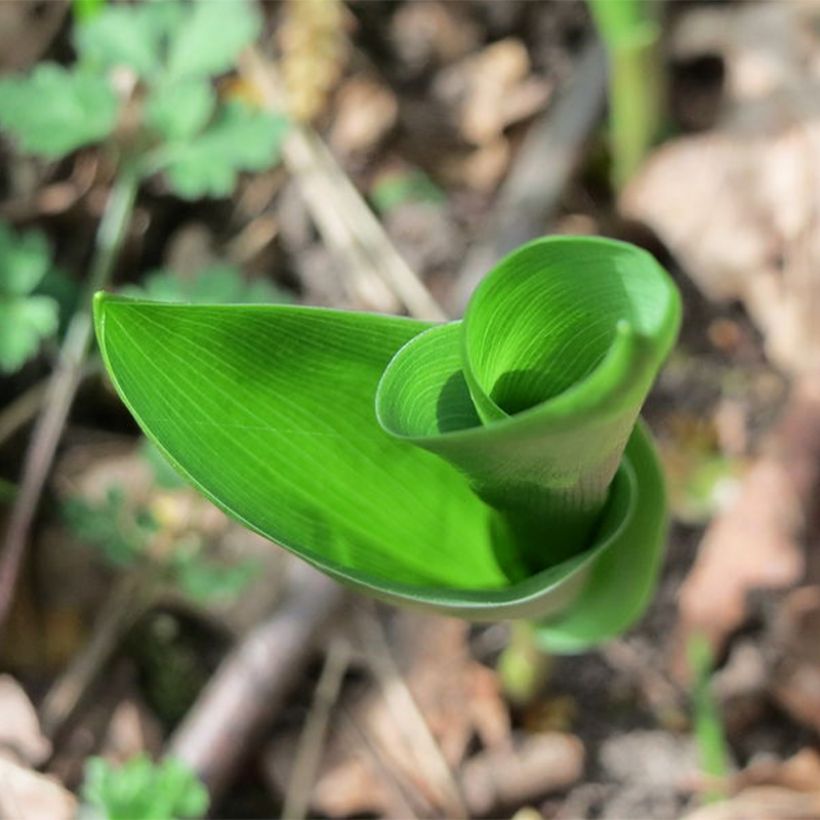 Convallaria majalis Flora Pleno - Lily of the Valley (Foliage)