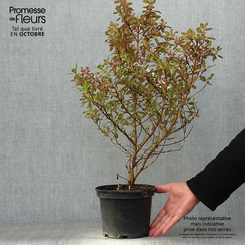 Coprosma Evening Glow Pot de 2L/3L sample as delivered in autumn