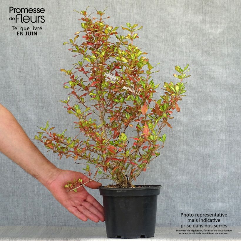 Coprosma Evening Glow 2L/3L pot sample as delivered in summer