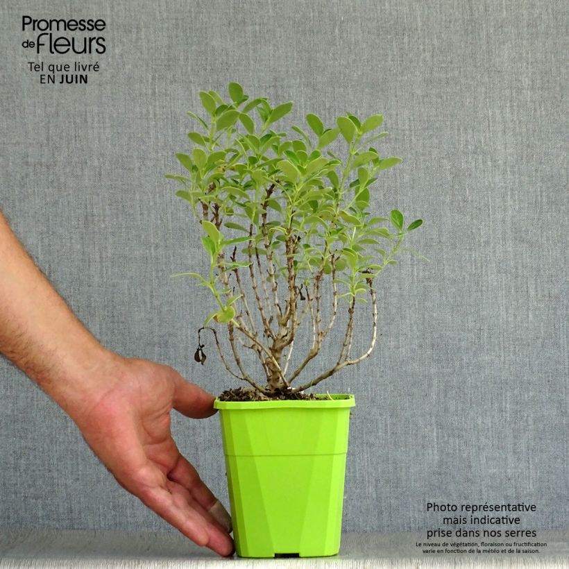 Coprosma Mini Mac - Plante miroir Pot de 1L/1,5L sample as delivered in summer