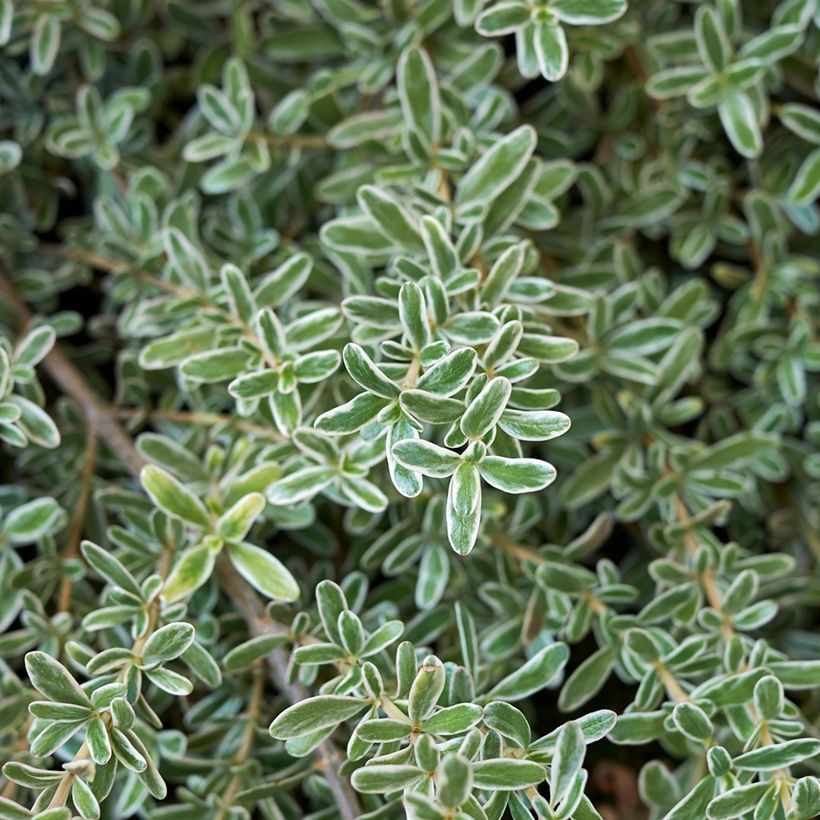 Coprosma kirkii Variegata  (Foliage)