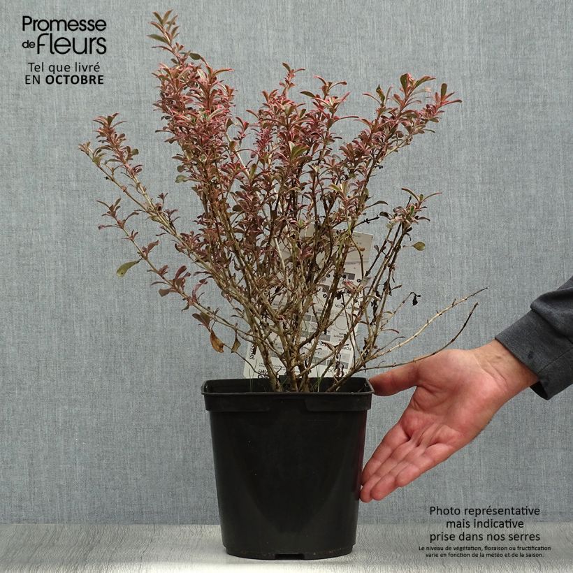 Coprosma (x) repens Fire Burst Pot de 3L/4L sample as delivered in autumn