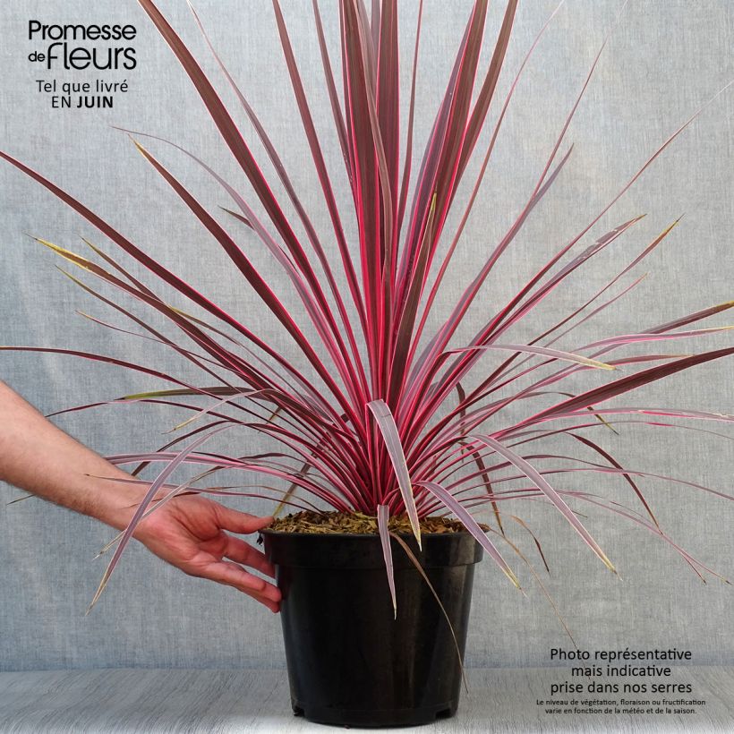 Cordyline australis Charlie boy - Cabbage Tree 4L/5L pot sample as delivered in summer
