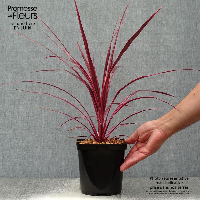 Cordyline australis Cherry Sensation - Cabbage Tree 2L/3L pot sample as delivered in summer