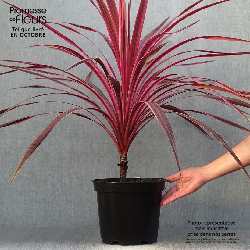 Cordyline australis Cherry Sensation - Cabbage Tree 6L/7L pot sample as delivered in autumn