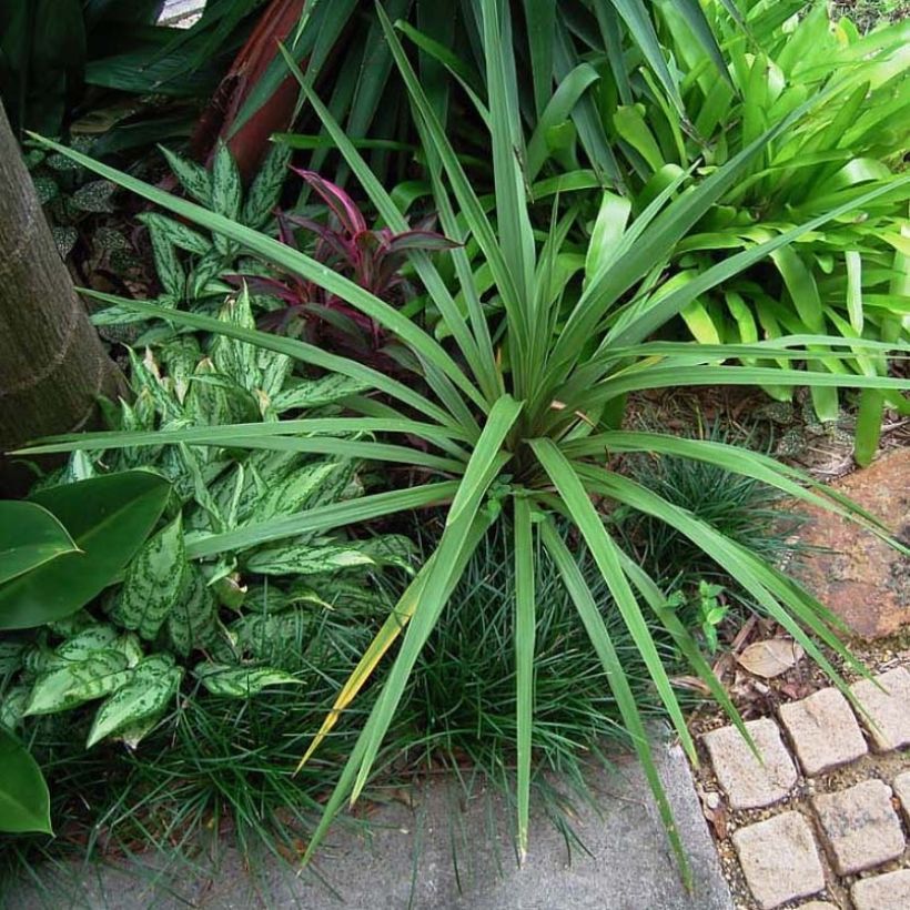 Cordyline australis Peko - Cabbage Tree (Plant habit)