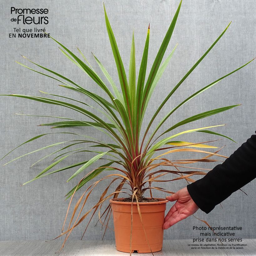 Cordyline australis Peko - Cabbage Tree 3L/4L pot sample as delivered in autumn