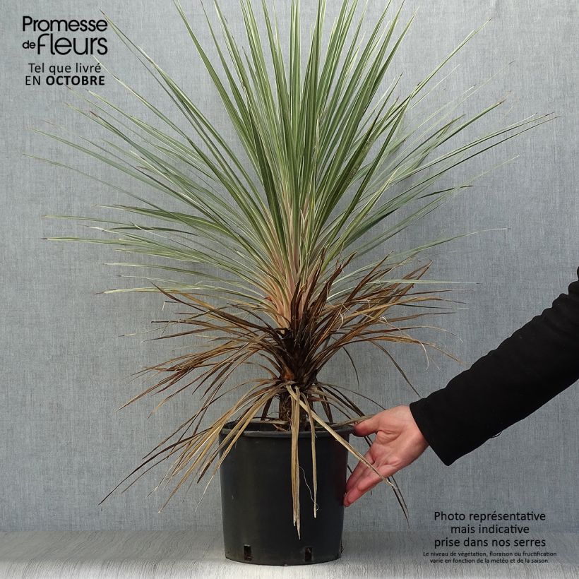 Cordyline australis Pink Champagne - Cabbage Tree 3L/4L pot sample as delivered in autumn
