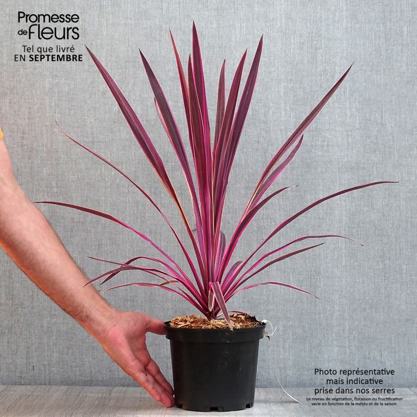 Cordyline australis Pink passion - Cabbage Tree 2L/3L pot sample as delivered in summer