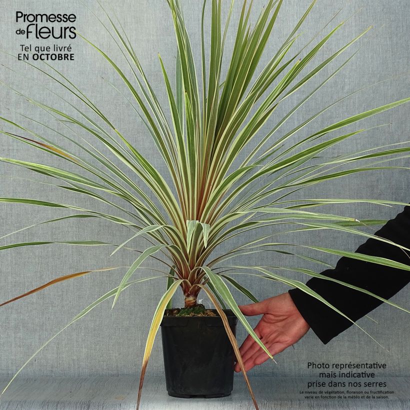 Cordyline australis Torbay Dazzler - Cabbage Tree 2L/3L pot sample as delivered in autumn