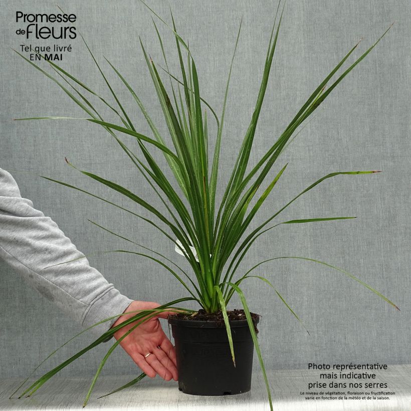 Cordyline australis - Cabbage Tree sample as delivered in spring