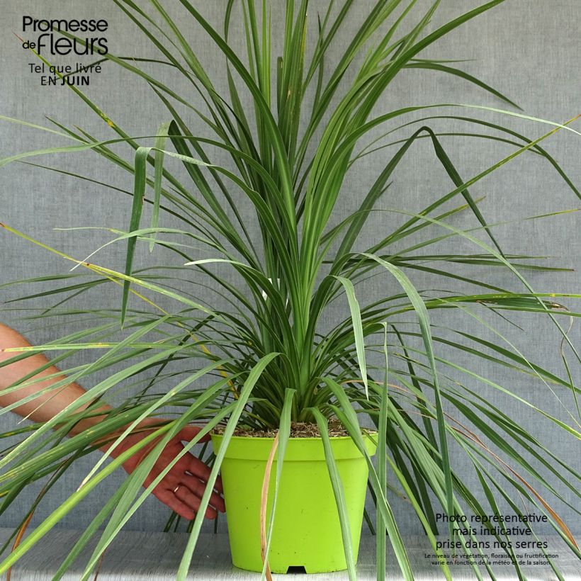 Cordyline australis - Cabbage Tree 6L/7L pot sample as delivered in summer