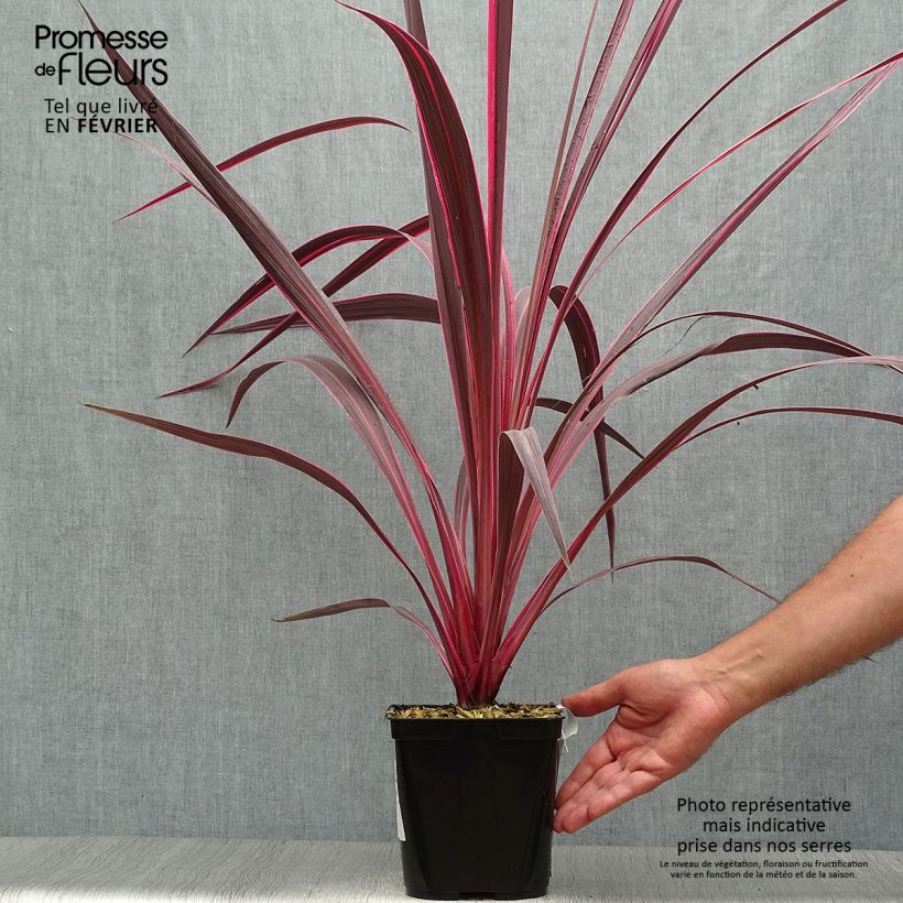 Cordyline banksii Electric Pink - Cabbage Tree 3L/4L pot sample as delivered in autumn
