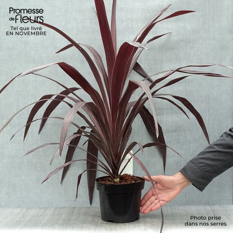 Cordyline obtecta Superstar - Cabbage Tree 3L/4L pot sample as delivered in autumn