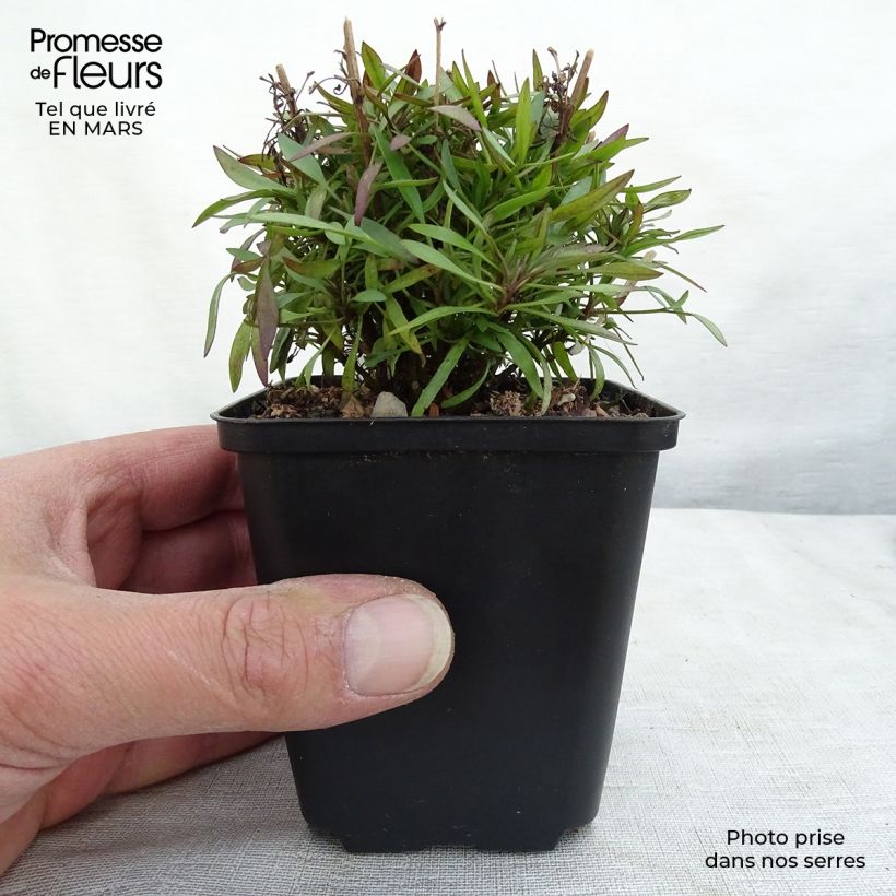 Coreopsis Citrine 8/9 cm pot sample as delivered in winter