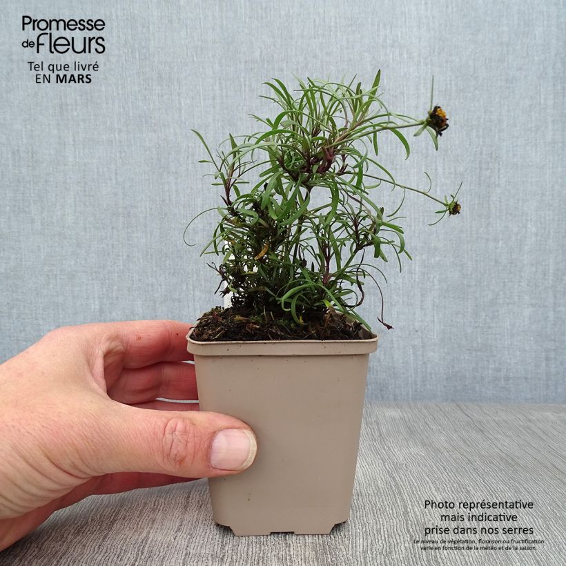 Coreopsis Honeybunch Red & Gold - Coréopsis Godet de 8/9 cm sample as delivered in spring