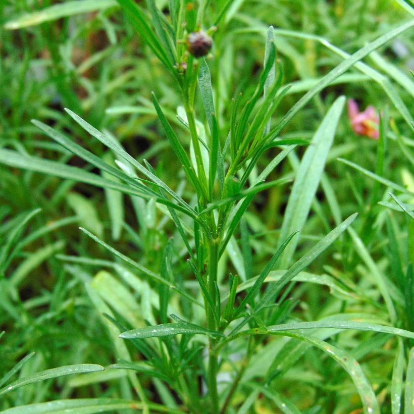 Coreopsis Limerock Passion (Foliage)