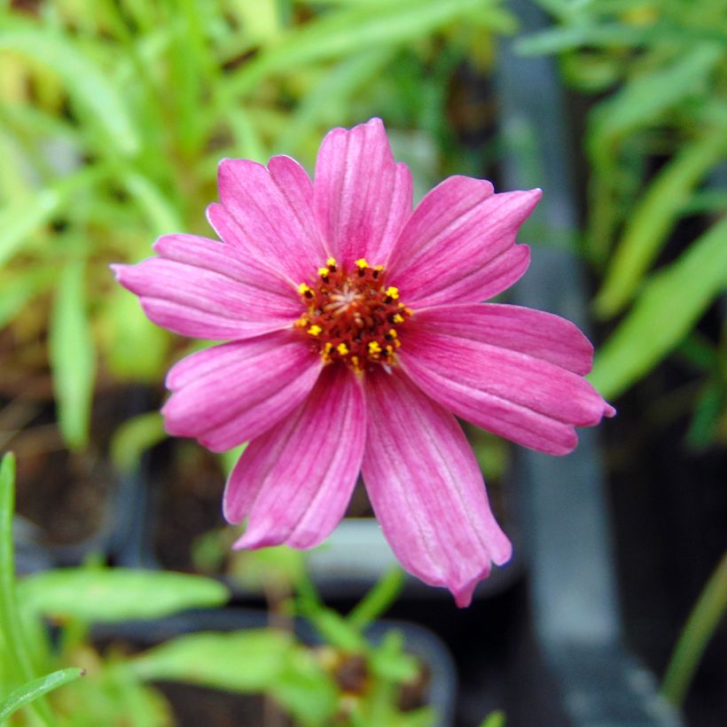 Coreopsis Limerock Passion (Flowering)