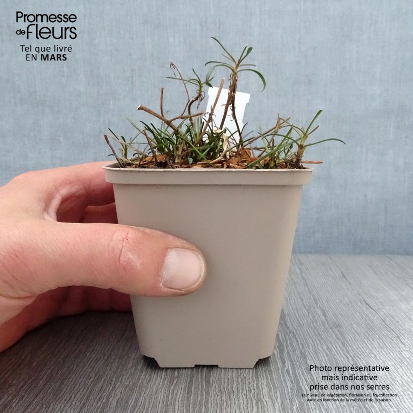 Coreopsis Limerock Passion - Coreopsis hybride Godet de 9cm sample as delivered in spring