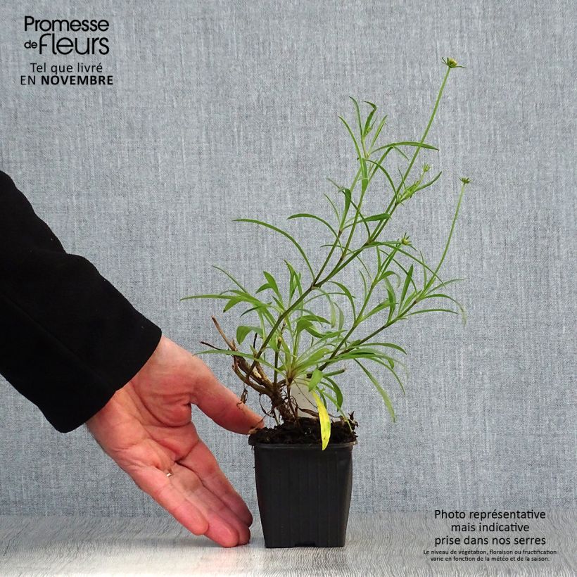 Coreopsis Mercury Rising 8/9 cm pot sample as delivered in autumn