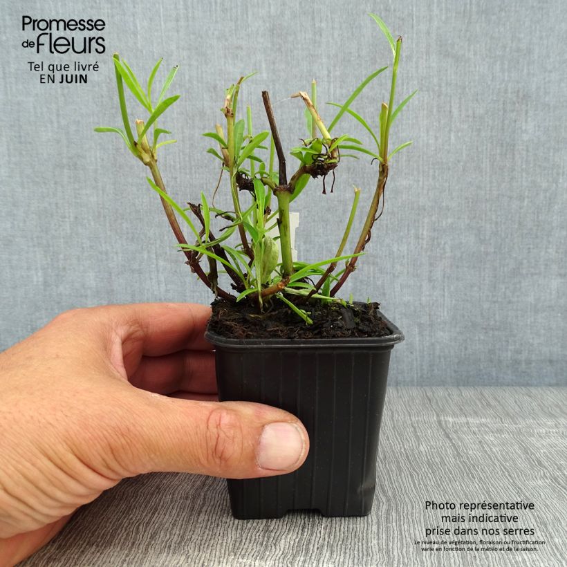 Coreopsis Mercury Rising Godet de 8/9 cm sample as delivered in summer