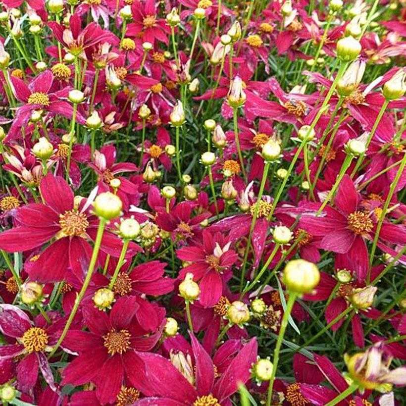 Coreopsis verticilliata Red Satin (Flowering)