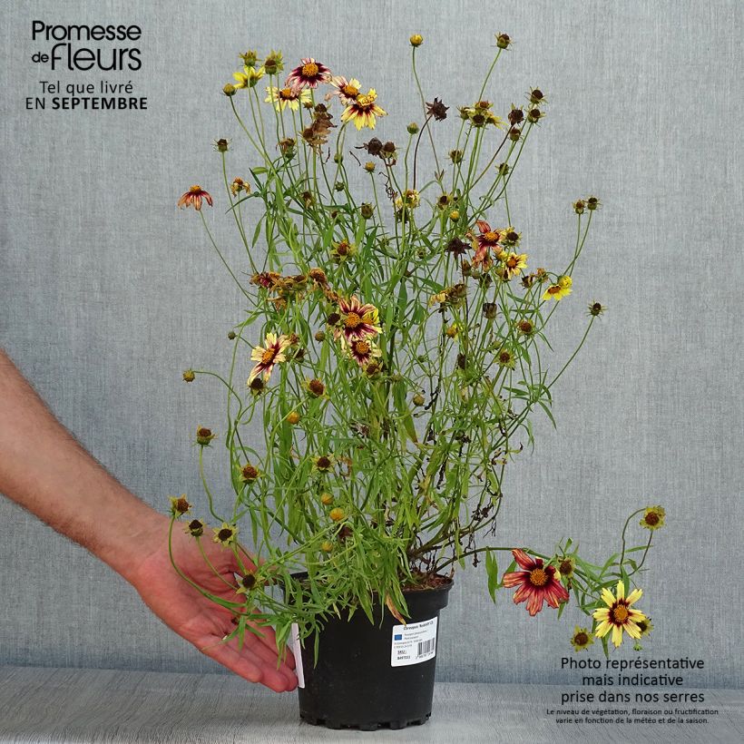 Coreopsis Redshift 2L/3L pot sample as delivered in summer