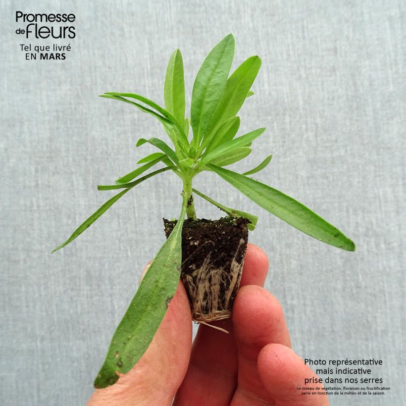 Coreopsis Uptick Gold and Bronze Mini-motte 3 cm sample as delivered in spring