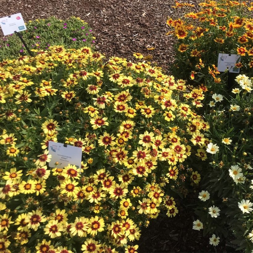 Coreopsis UpTick Yellow and Red (Plant habit)