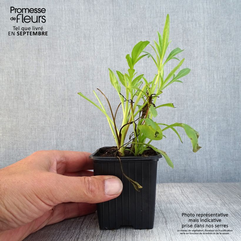 Coreopsis grandiflora Badengold 8/9 cm pot sample as delivered in autumn