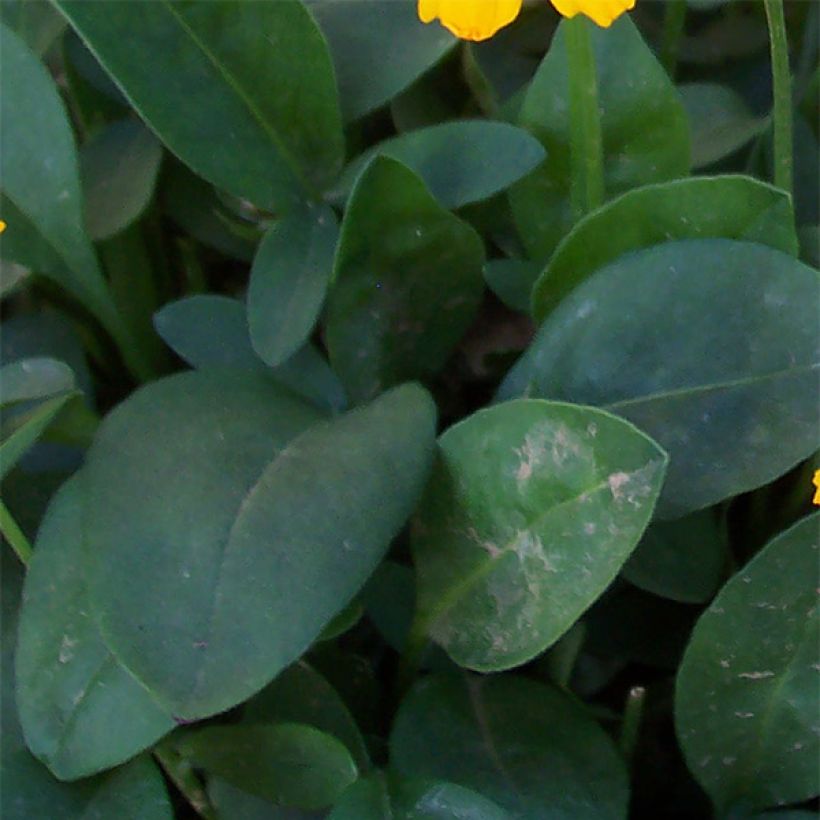 Coreopsis auriculata Elfin Gold (Foliage)