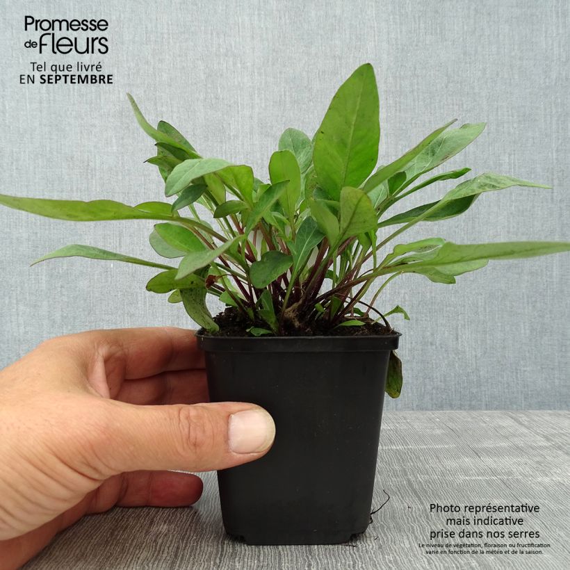 Coreopsis auriculata Elfin Gold 8/9 cm pot sample as delivered in autumn