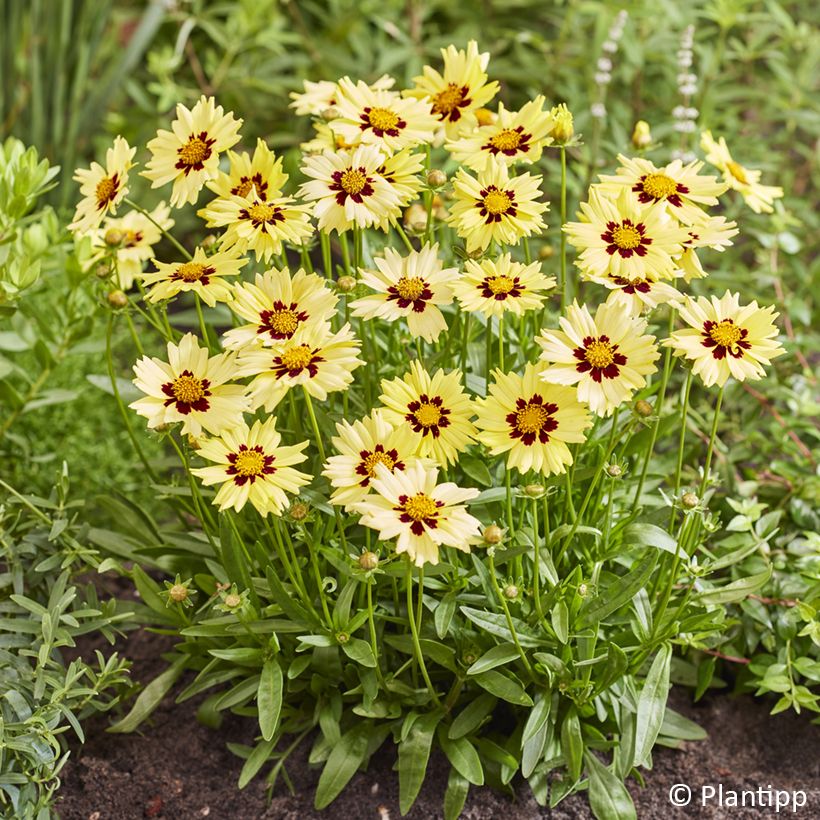 Coreopsis grandiflora Solar Moon - Large-flowered tickseed (Flowering)