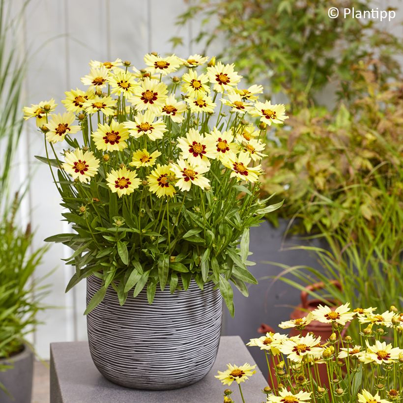 Coreopsis grandiflora Solar Moon - Large-flowered tickseed (Plant habit)