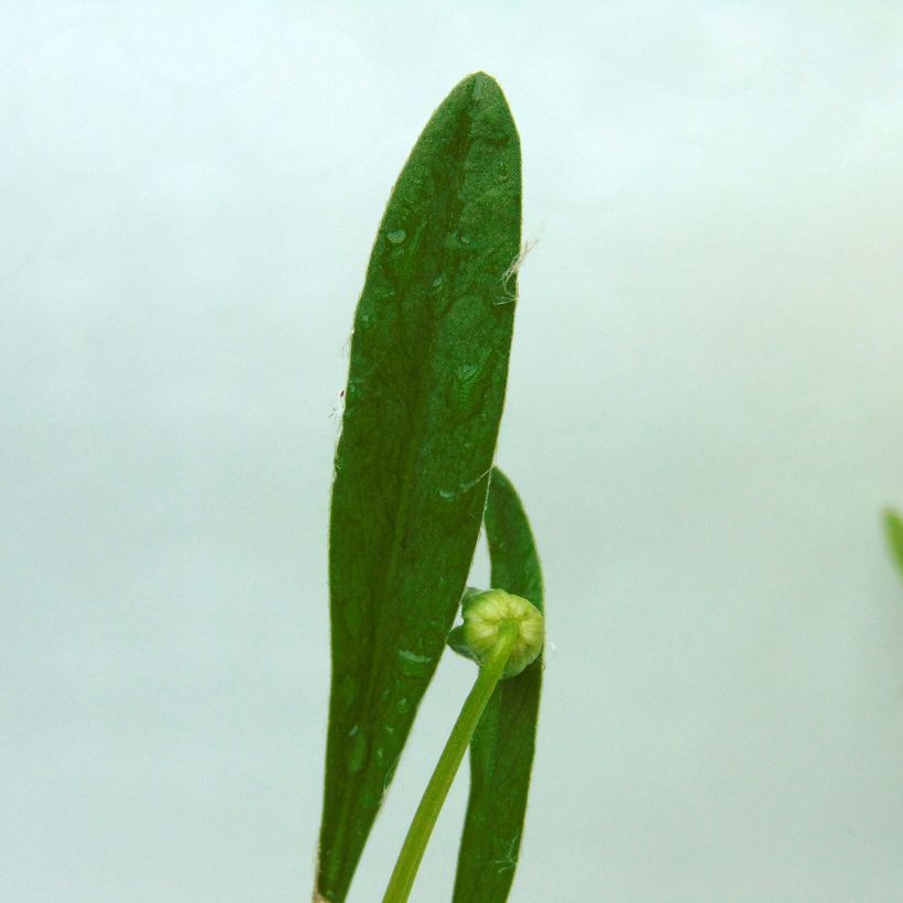 Coreopsis lanceolata Sterntaler (Foliage)