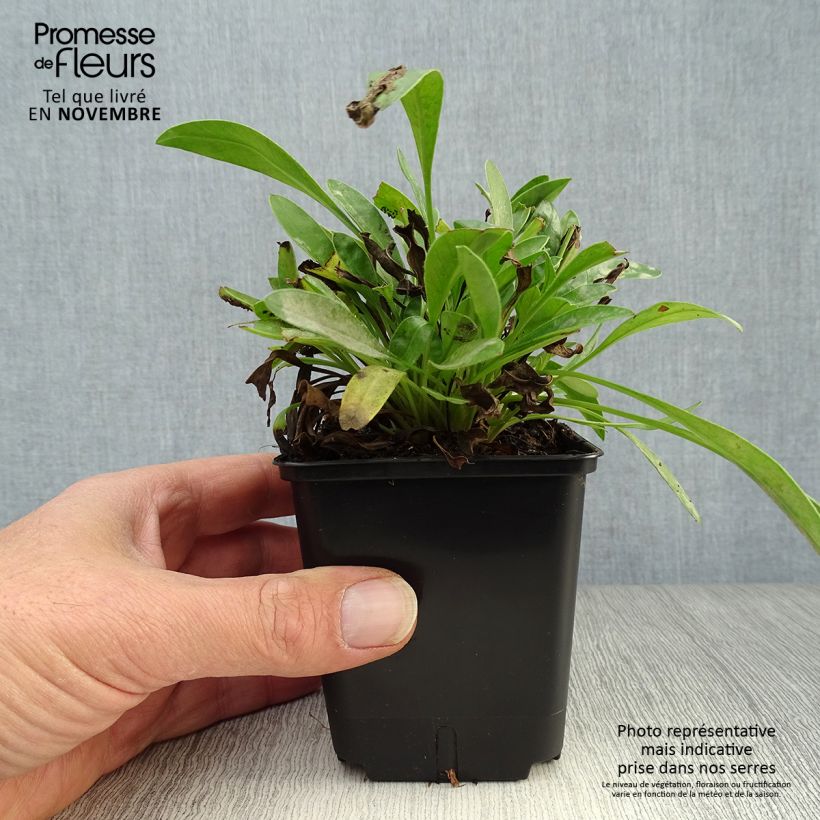 Coreopsis lanceolata Sterntaler 8/9 cm pot sample as delivered in autumn