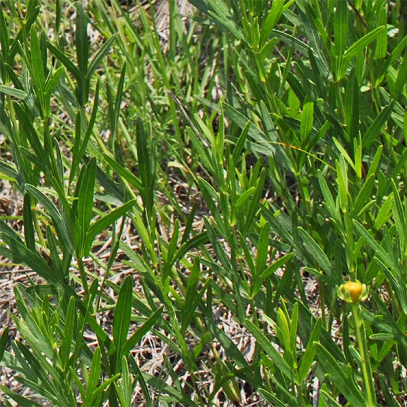 Coreopsis palmata (Foliage)