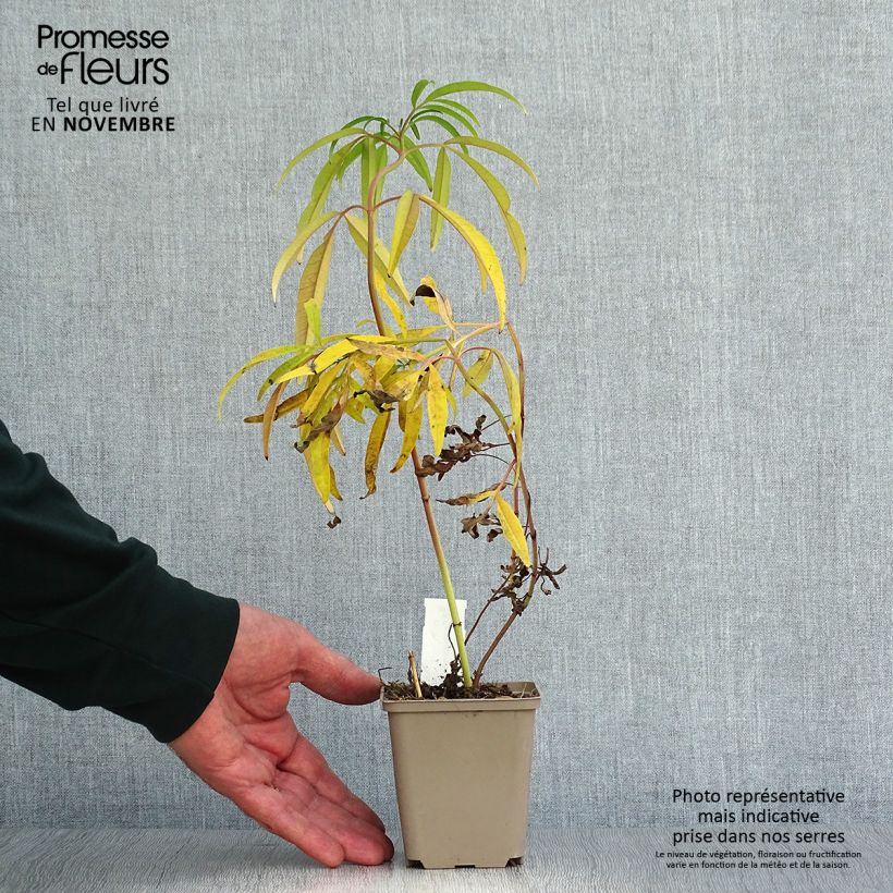 Coreopsis tripteris 8/9 cm pot sample as delivered in autumn